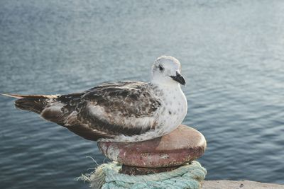 Close-up of seagull perching on a sea