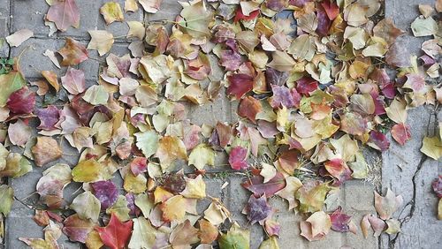 Full frame shot of dry leaves