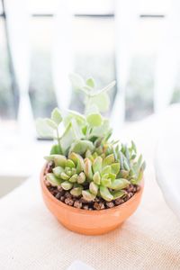 Close-up of potted plant on table