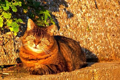 Close-up of tiger sitting outdoors