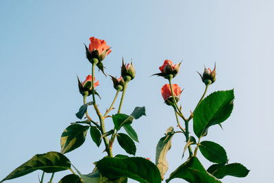 Low angle view of flowering plant against clear sky