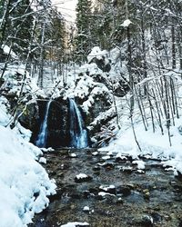 Snow covered trees in forest