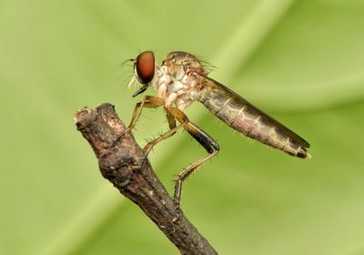 Close-up of robber fly insect on twig