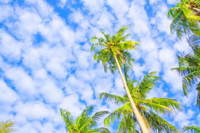 Low angle view of palm tree against sky