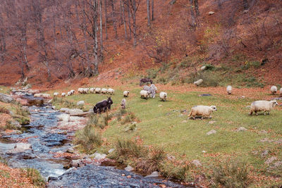 Sheep grazing in a field