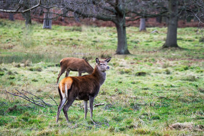 Deer on field