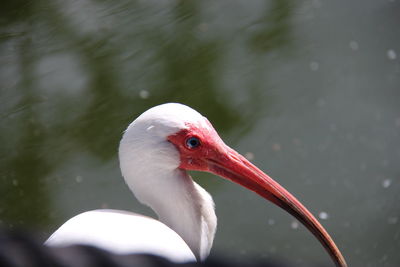 Close-up of a bird