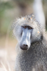 Close-up portrait of a monkey