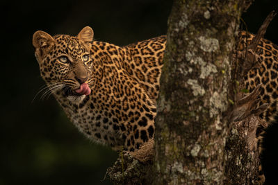 Leopard licks lips on branch looking up