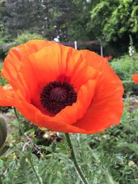 Close-up of red poppy blooming outdoors