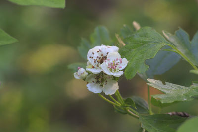 Close-up of flowers blooming outdoors