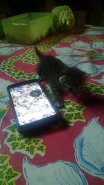 Cat looking at smart phone