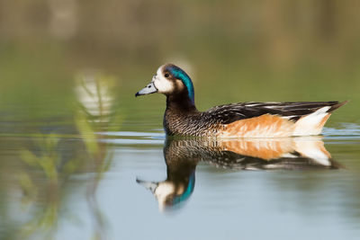 Side view of a bird in water