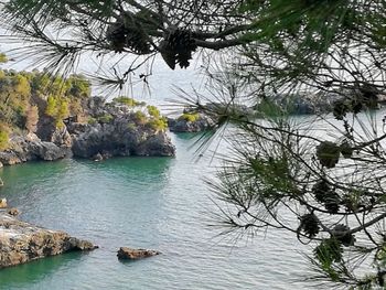 Scenic view of tree by water