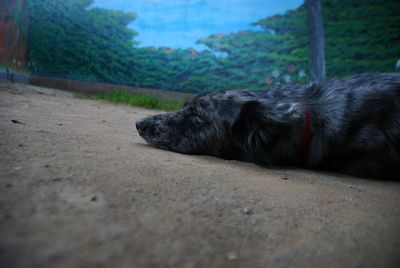 Close-up of black cat lying down against trees