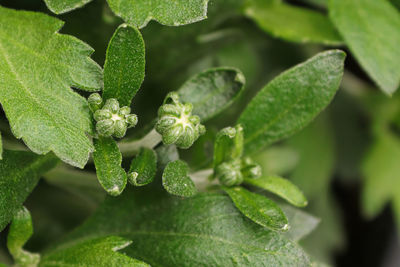 Close-up of fresh green leaves