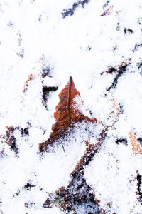 Close-up of frozen tree during winter