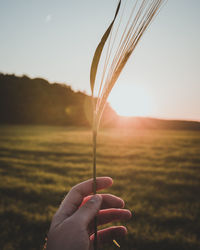 Cropped hand holding plant over grassy field against sky during sunset