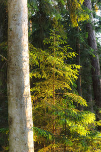 Trees growing in forest