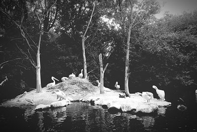 Swan on lake during winter