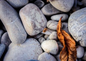 High angle view of pebbles