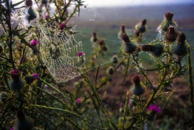 Wet spider web amidst thistle plants