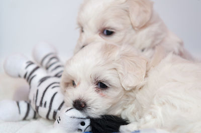 Close-up of a dog