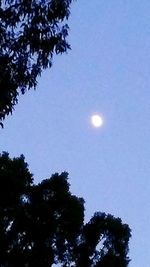 Low angle view of trees against clear sky