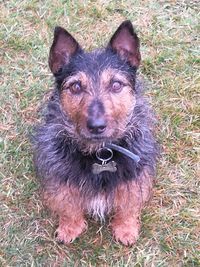 High angle portrait of dog in grass