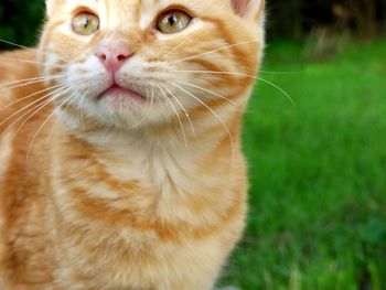 Close-up of cat on field