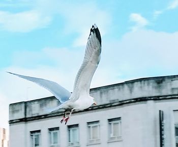 Low angle view of bird on building against sky