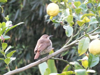 Bird perching on tree