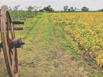 Scenic view of agricultural field