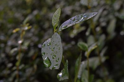 Close-up of leaves on water