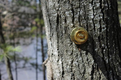 Detail shot of tree trunk