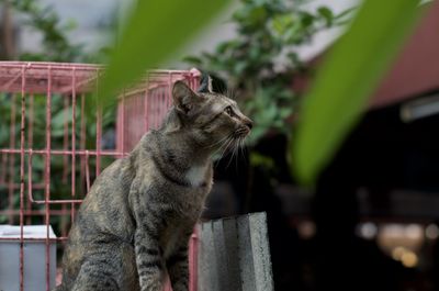 Close-up of a cat looking away