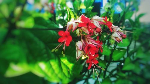 Close-up of red flowering plant