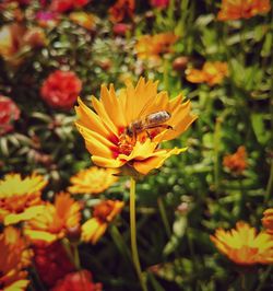 Close-up of bee on yellow flower