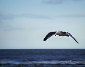 Seagull flying above sea