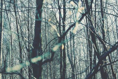 Bare trees in forest