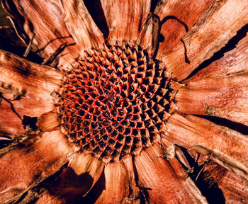 High angle view of dry flower on wood