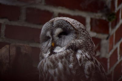 Close-up of eagle