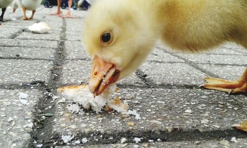 Duckling eating bread from sidewalk