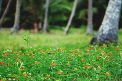 Plants growing on field