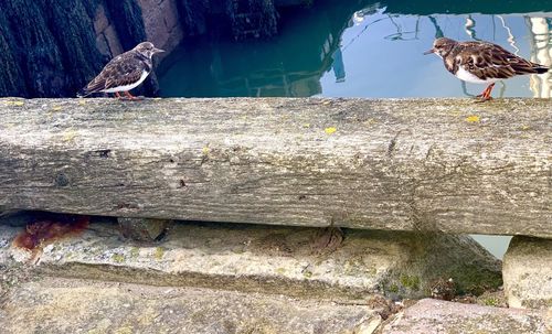 Bird perching on tree trunk