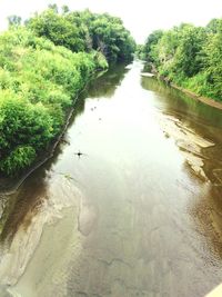 River flowing amidst trees in forest