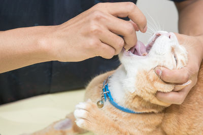 Midsection of person examining cat