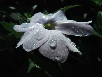 Close-up of water drops on flower