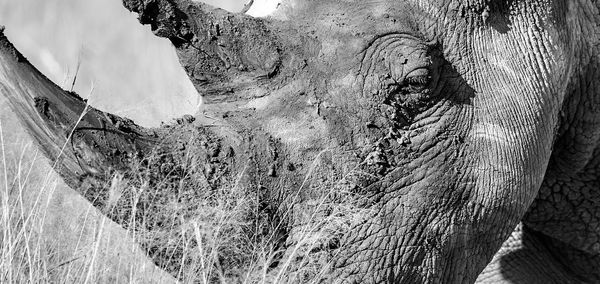 Close-up of tree trunk