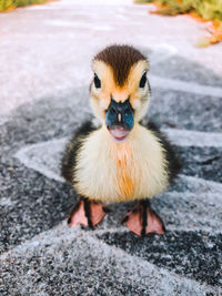 Close-up portrait of a bird